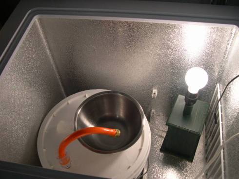 In the fermenter with a blow-off tube in sanitizer